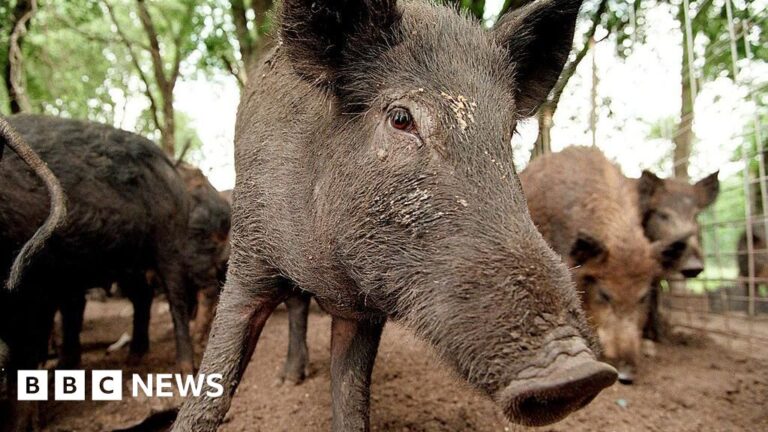 Read more about the article Hunt for feral pigs ‘illegally dumped’ in Highlands