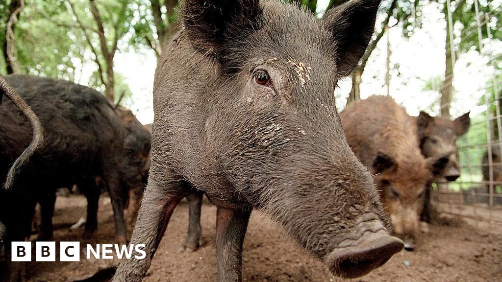 You are currently viewing Hunt for feral pigs ‘illegally dumped’ in Highlands