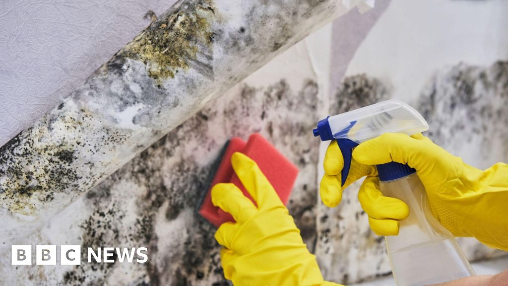 You are currently viewing Plan to make social landlords fix mould in force from October