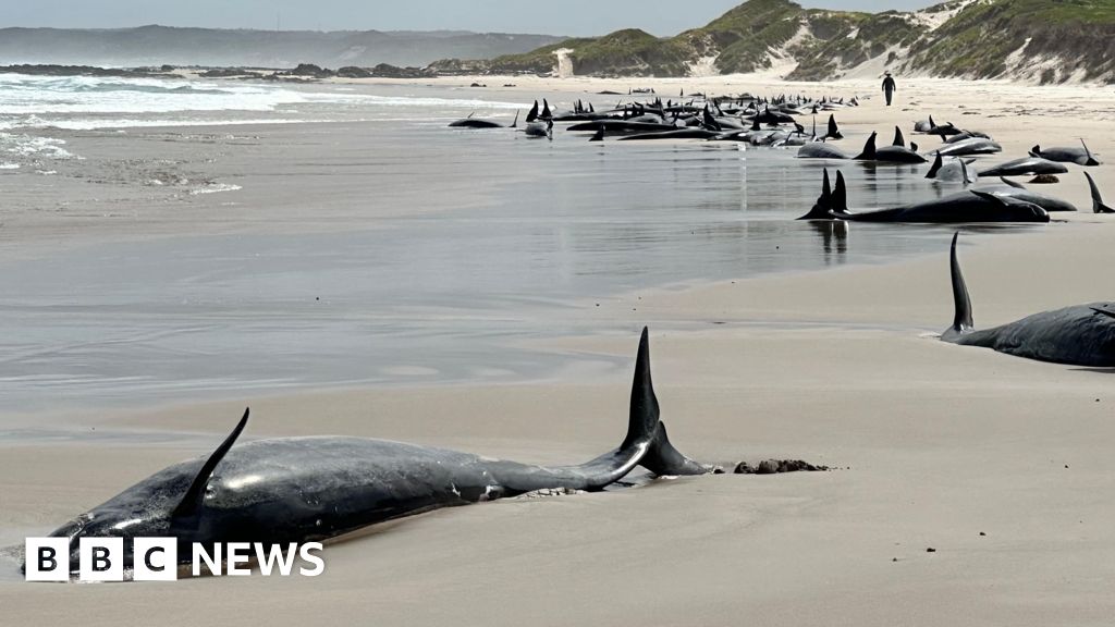 Race to save whales stranded on remote Australian beach