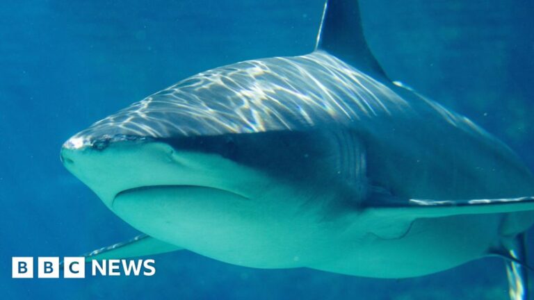 Read more about the article Teenage girl killed in shark attack near Brisbane