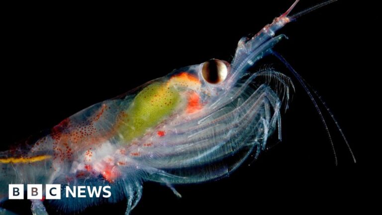 Read more about the article Why scientists are counting tiny Antarctic krill from Space