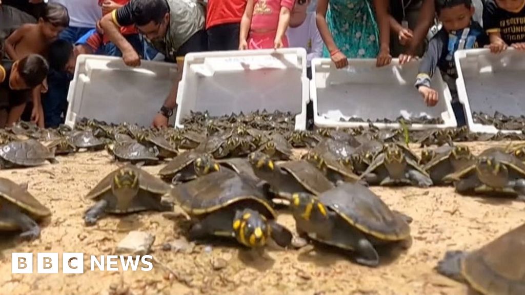 Read more about the article Yellow-spotted baby turtles are released in Brazil river