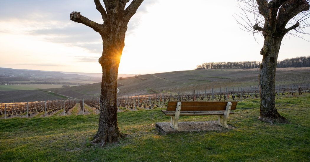 You are currently viewing Fear of Trump’s Tariffs Ripples Through France’s Champagne Region