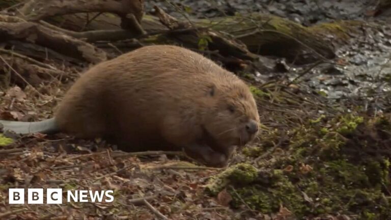 Read more about the article First-ever beavers from Scotland released in England