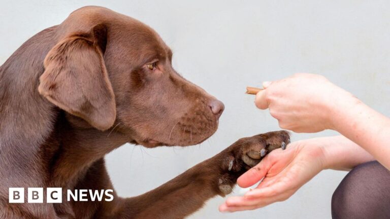 Read more about the article Gene found to link obesity risk in labradors and humans