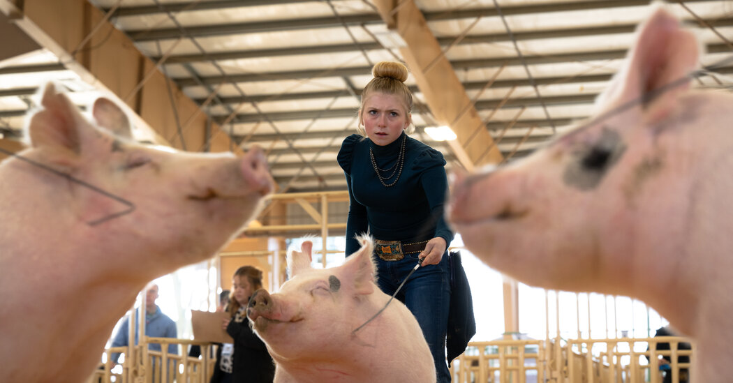 You are currently viewing How Karis Dadson’s Icy Stare at Pig Shows Conquered TikTok