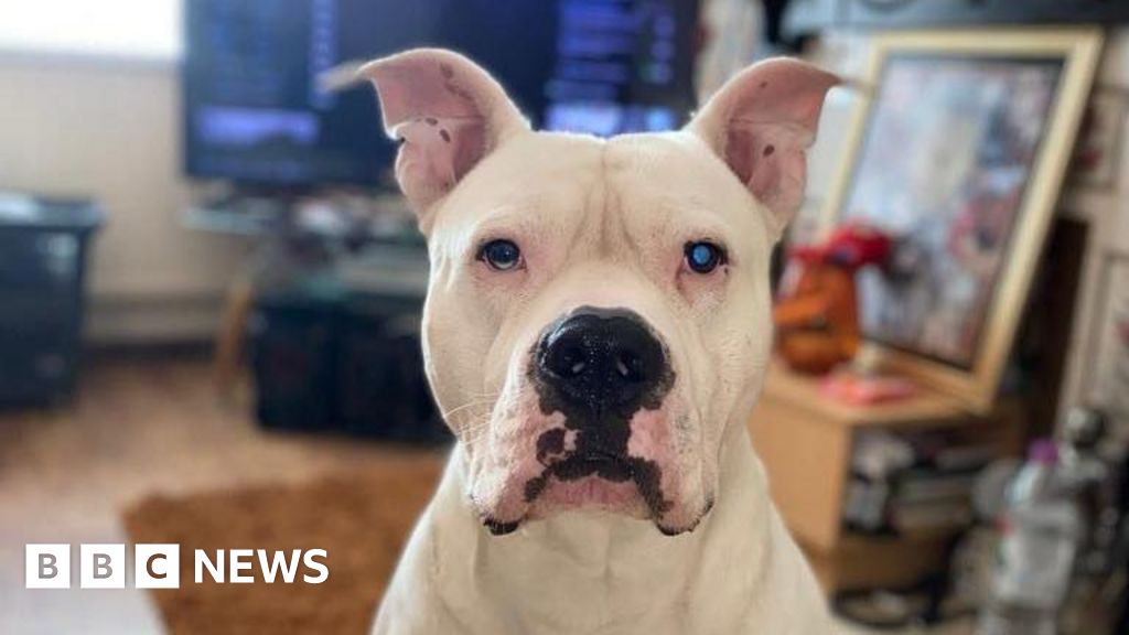 Read more about the article Pet owners in ‘shock’ after dogs seized for XL bully checks