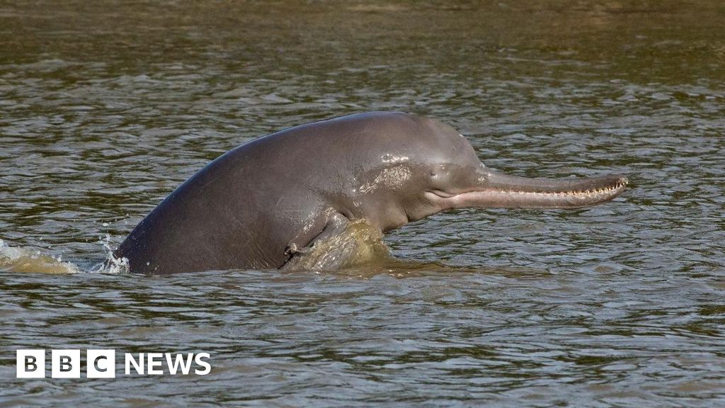 You are currently viewing India’s rivers are home to 6,000 dolphins