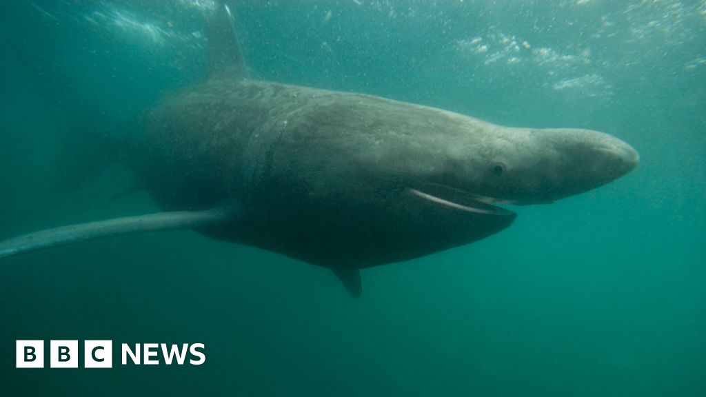 You are currently viewing Sharks and oysters set to thrive in warmer UK waters