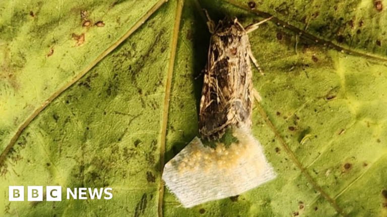 Read more about the article Animals react to secret sounds from plants, say scientists
