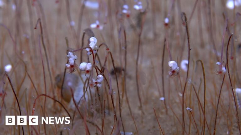 Read more about the article ‘Communities’ of strange, extreme life seen for first time in deep ocean