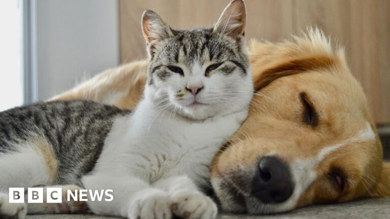 Read more about the article Government study to check pet dog and cat poo for superbugs