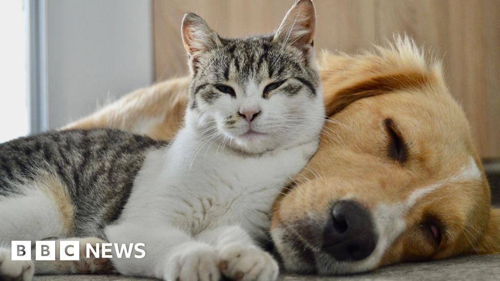 Government study to check pet dog and cat poo for superbugs - Stream24 News You are currently viewing Government study to check pet dog and cat poo for superbugs