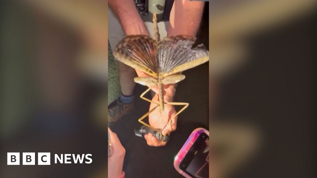 Read more about the article Huge stick insect discovered in Australia