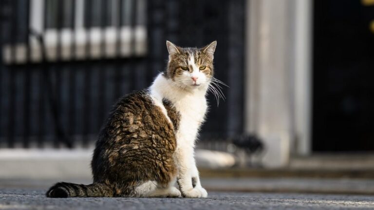 Read more about the article Macron jokes about Larry the cat with Starmer and Reeves