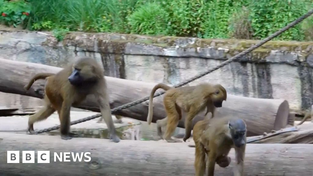 Read more about the article Outcry after German zoo culled baboons due to overcrowding