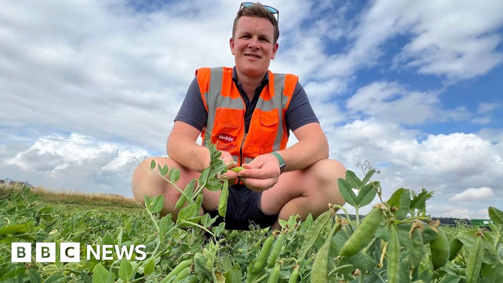 Read more about the article Pea shortage fears over earliest harvest in 14 years