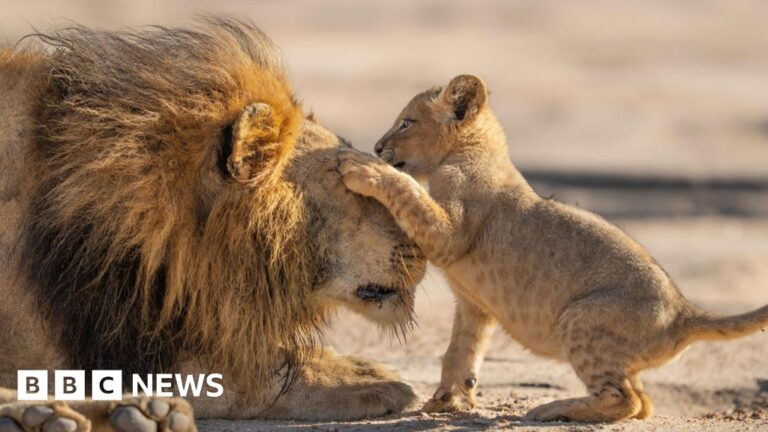Read more about the article Attenborough gives ‘family feels’ in new show Parenthood