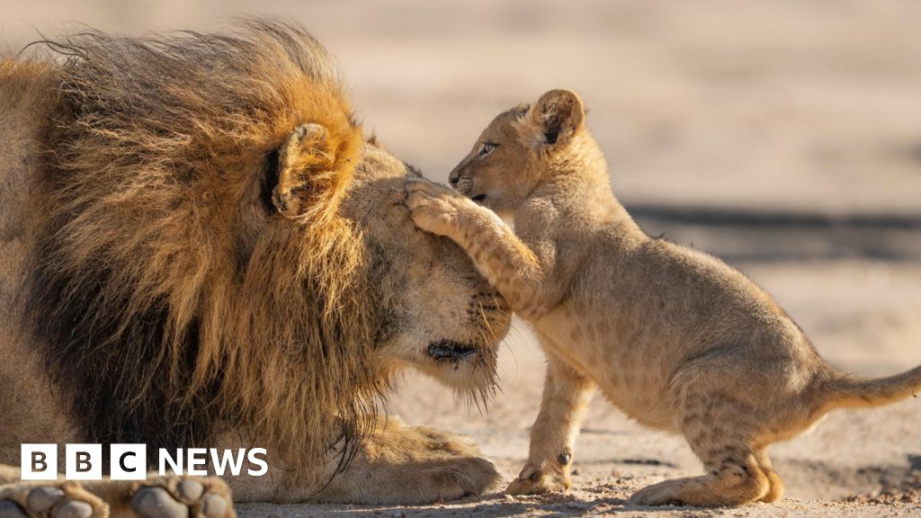 Read more about the article Attenborough gives ‘family feels’ in new show Parenthood