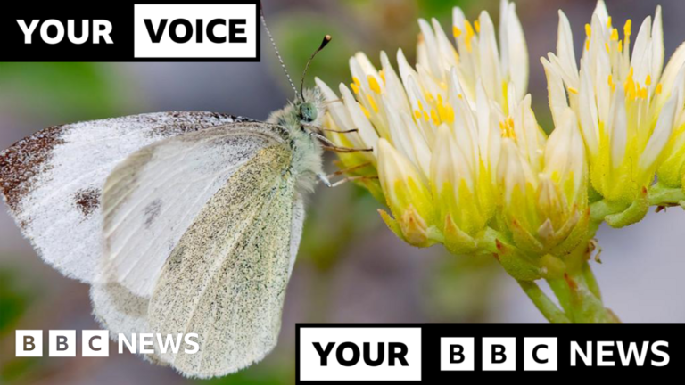 Read more about the article Butterfly from Southern Europe spotted in UK for first time