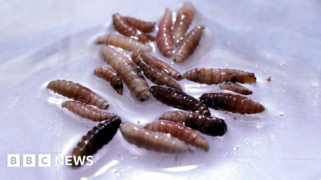 First human case of New World screwworm parasite confirmed in US - Stream24 News You are currently viewing First human case of New World screwworm parasite confirmed in US