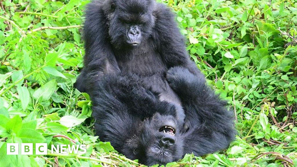 You are currently viewing Gorillas seek out old female friends when they move