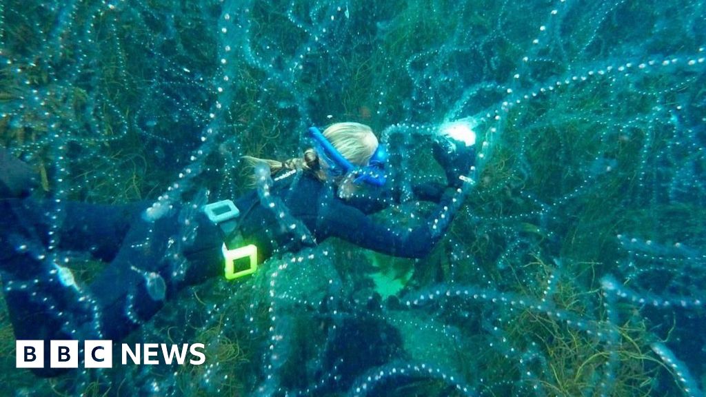 You are currently viewing Record warm seas help to bring extraordinary species to UK waters