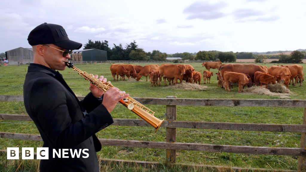 Read more about the article Saxophonist’s moo-d music for cows