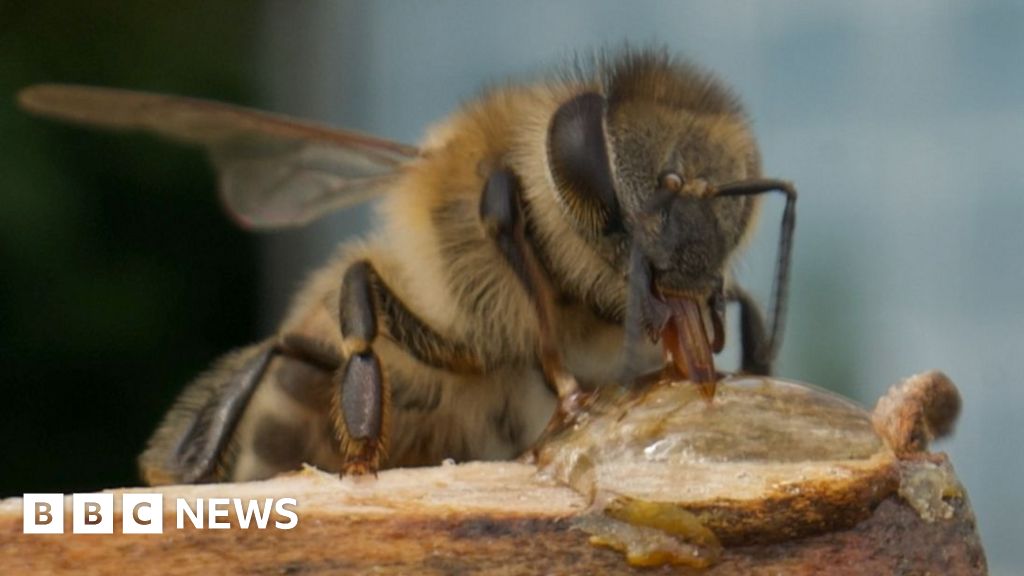Scientists make 'superfood' that could save honeybees