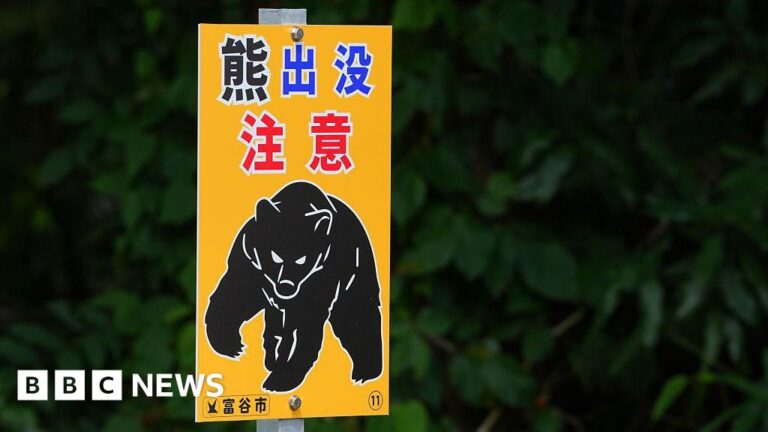 Read more about the article Suspected bear attack victim was killed by son, police say