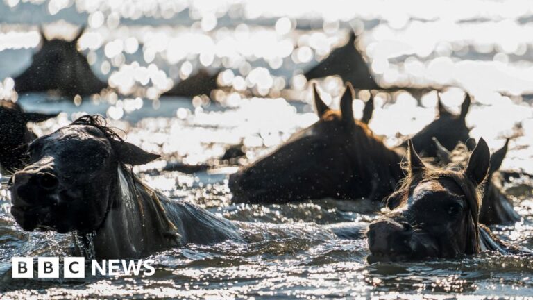 Read more about the article Thousands gather to watch 100th annual wild pony swim
