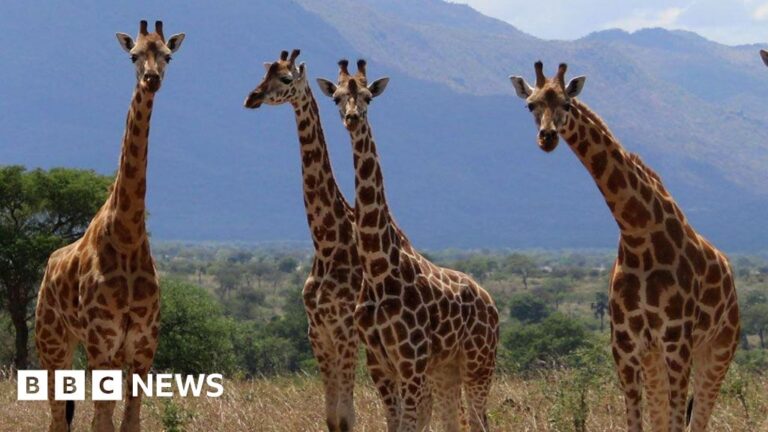 Read more about the article Three more giraffe species than previously thought, scientists say