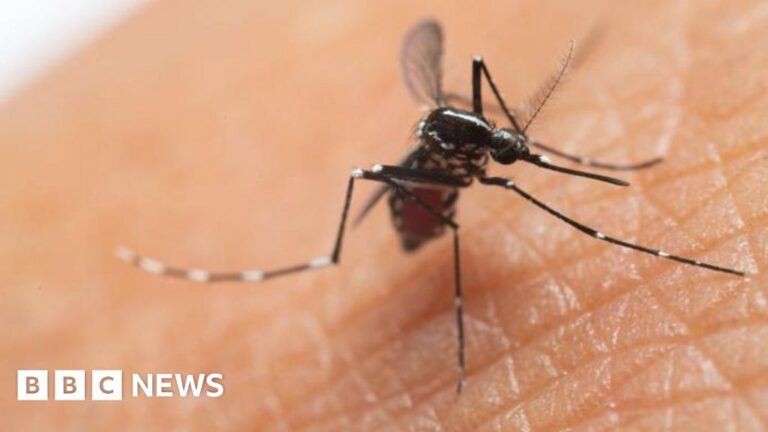 Read more about the article UK cases of mosquito-borne chikungunya virus more than double