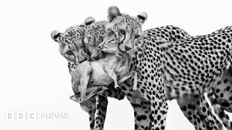 Read more about the article Wildlife of the Year Award 2025 – the best pictures so far