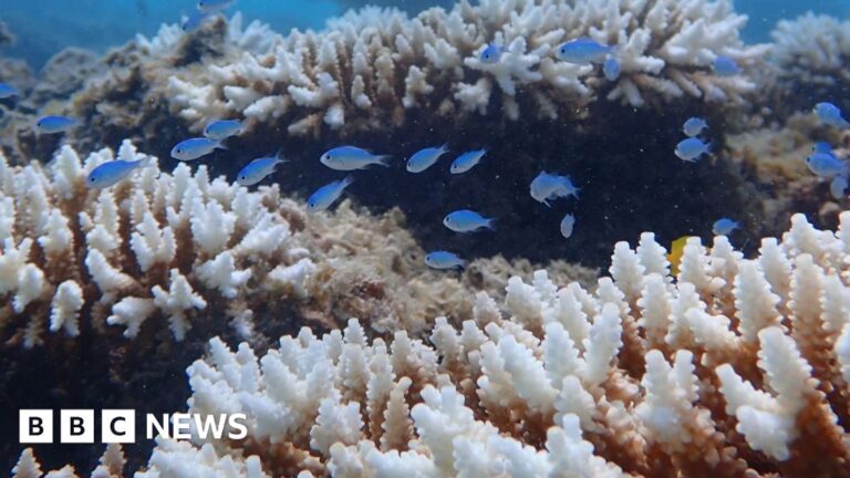 Read more about the article Worst coral bleaching on record for Western Australian reefs